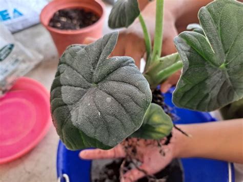 白犀牛觀音蓮|【犀牛皮觀音蓮Alocasia melo A. Hay拆水苔介質】照。